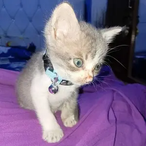 CAT COLLAR Kalung Kucing Lucu Custom Nama + Lonceng | Collar Kucing Adjustable  Nylon | Collar Hewan Peliharaan