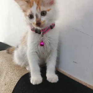 Dry Food Cat  Pussbite Mother & Kitten Dry 400gr - Makanan Kering Anak Kucing