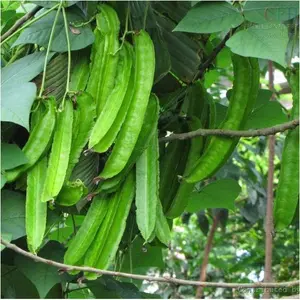 Bisa bayar di tempat - Kecipir 2 biji bibit seed Benih Kecipir Super Puspa Dewi Pabrikan Sayuran Unggul - Bibit Tanaman Sayur Seribuan