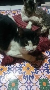 Product Review of Salep Krim Fungiluk Penghilang Jamur Scabies Kulit Kucing Anjing Anti Gatal Hewan Peliharaan Aerizoo from a**k i**9 2