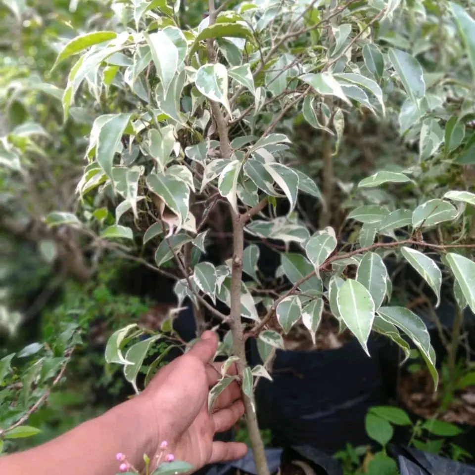 Bibit Ficus Variegata 40-60cm Tanaman Hias Bonsai Kualitas Tinggi untuk Dekorasi Rumah
