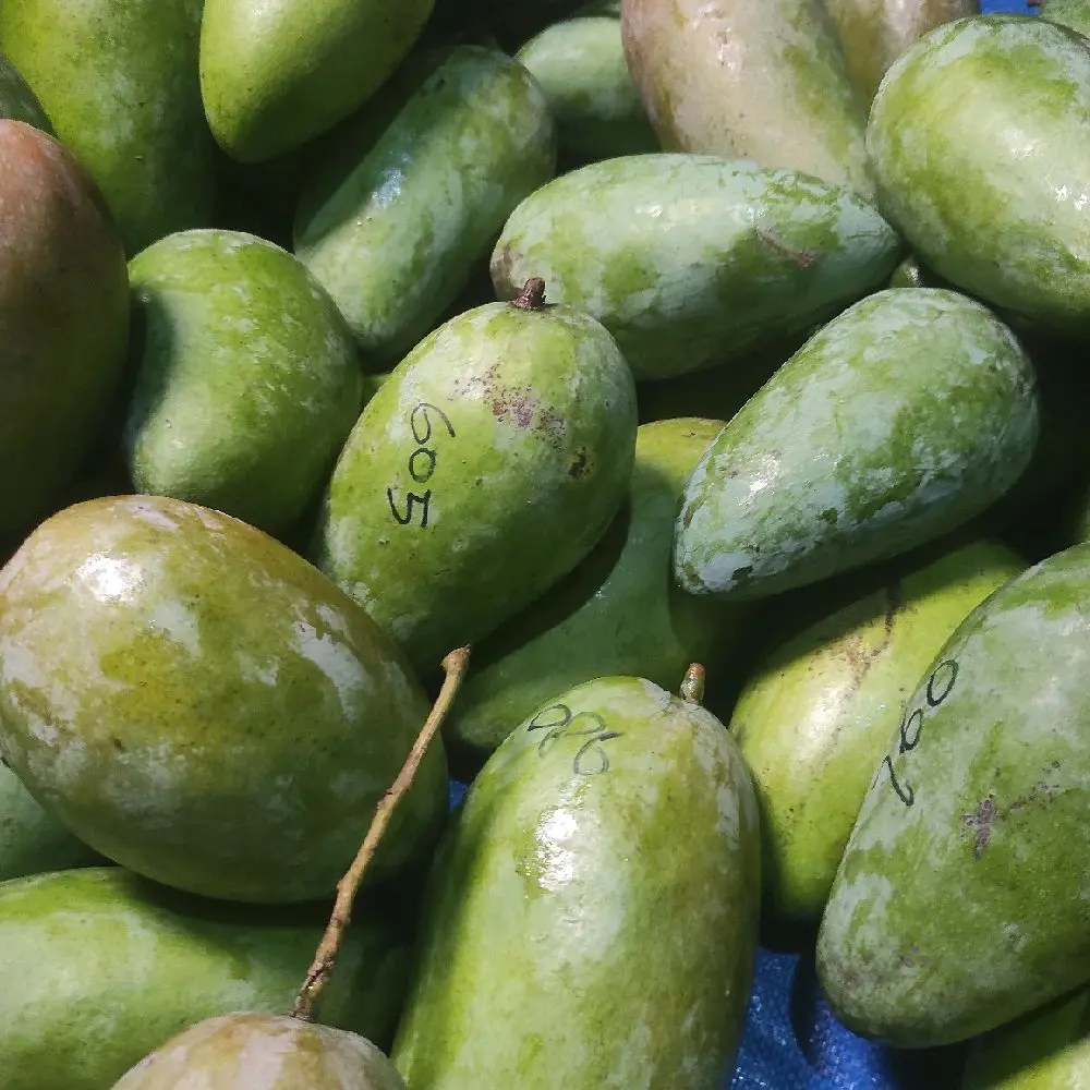 1,3 Kg isi 2 free sambal