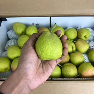 Buah Pir Xianglie 1Kg Makanan