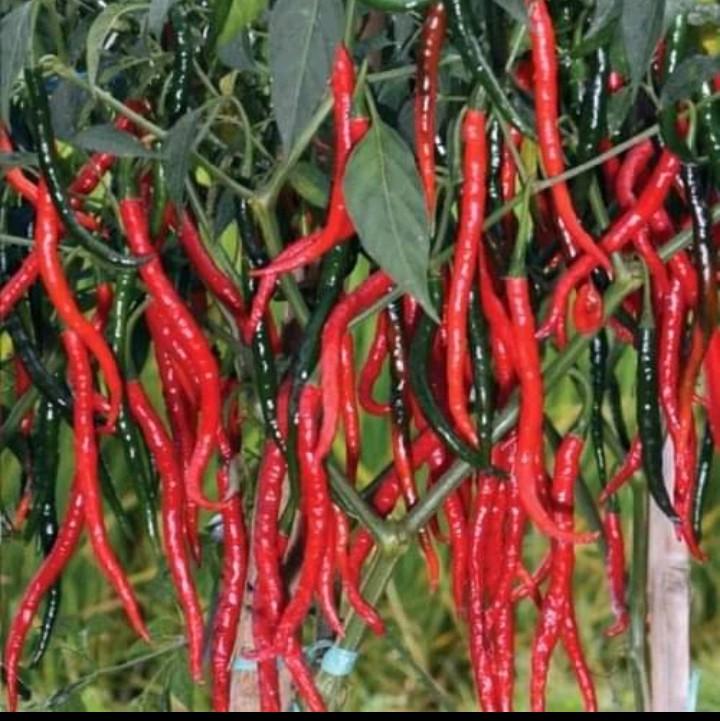 [COD] benih/ bibit cabe siboras Ukuran 20g kemasan aluminium foil polos 4
