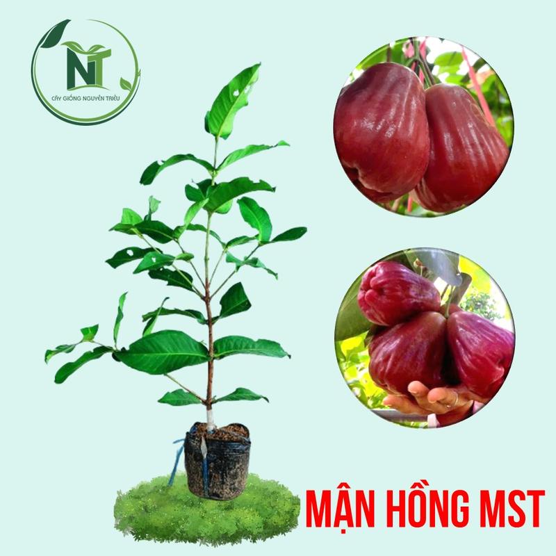 Cây giống mận hồng MST - Mận hồng sóc trăng mst