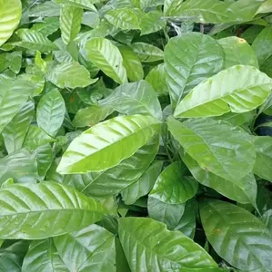 Bibit kopi robusta klon Arsad cabutan siap tanam/bibit/kopi/robusta