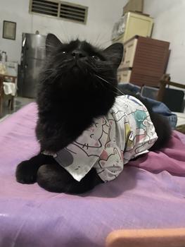 Product Review of POMAPOO - Kemeja Kucing dan Kemeja Anjing Cute Cat Shirt from I**e 2
