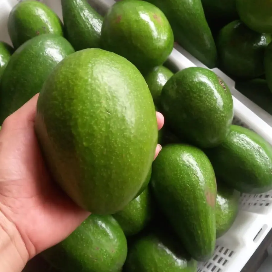 Alpukat Mentega 2kg (Isi 5-7 buah) seger