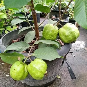 Bibit Jambu Kristal Putih Non Biji Bonus Pupuk untuk Tumbuhan Hijau