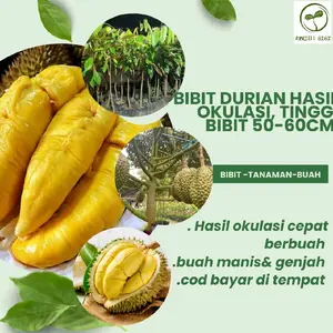 Bibit Durian bawor Hasil Okulasi Cepat Berbuah Durian Bawor Kualitas Terbaik