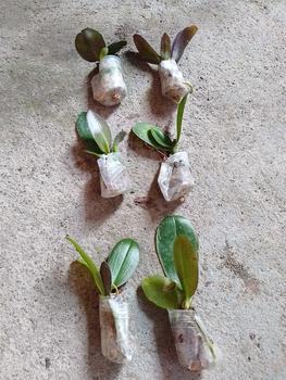 Product Review of pot plastik ANGBUL KUALITAS BAGUS dapat 3 (HKM-B/SD) from m**5 3