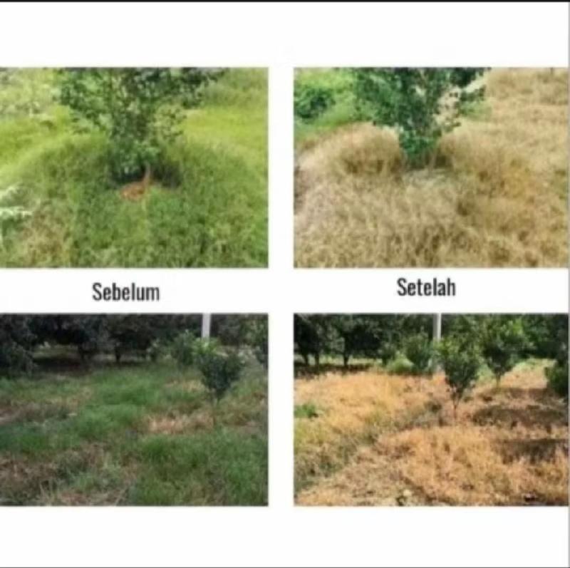 Product Introduction of BELI 1 GRATIS 1 Kill Tree obat Pembasmi Rumput Gulma Anti Rumput 12