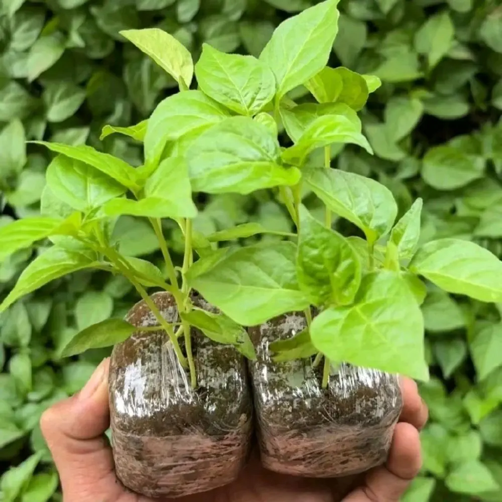 Paket 10 Pcs Bibit Cabe Rawit Ori 212 Siap Tanam