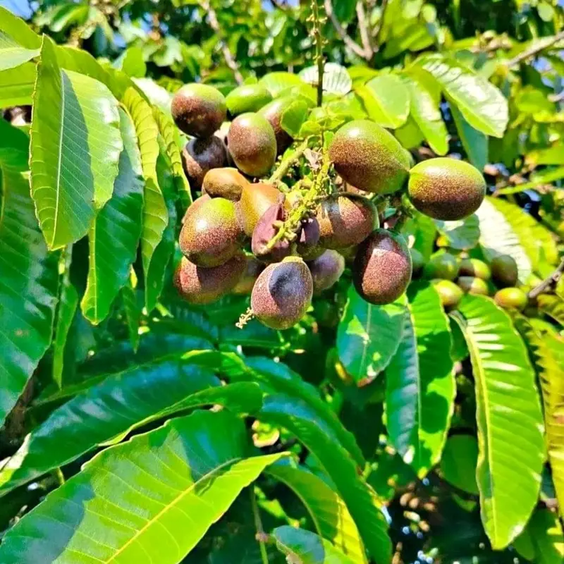 BBIT MATOA PALING LARIS ARTIFICIAL TANAMANA 2