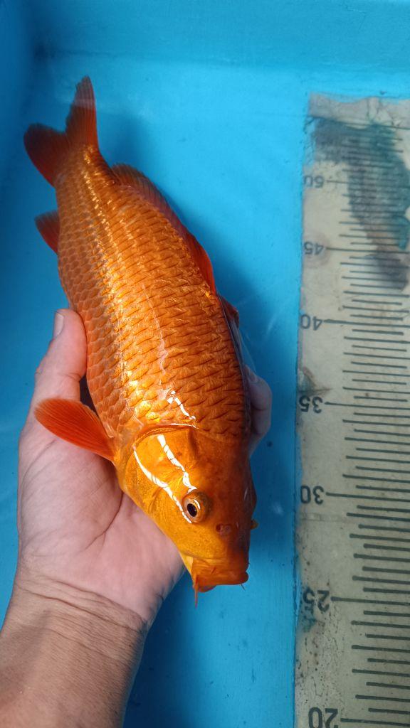 Product detail media - 1