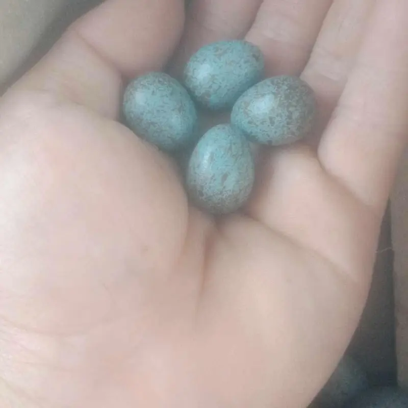 Trứng ziả ( choè lữa - choè than - chào  mào ) 2