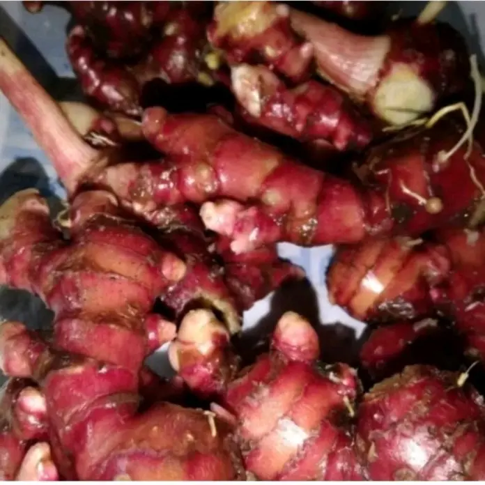 jahe merah berkualutas per 1 kg organik bumbu rempah obat herbal Masakan bumbudapur cabe bubuk