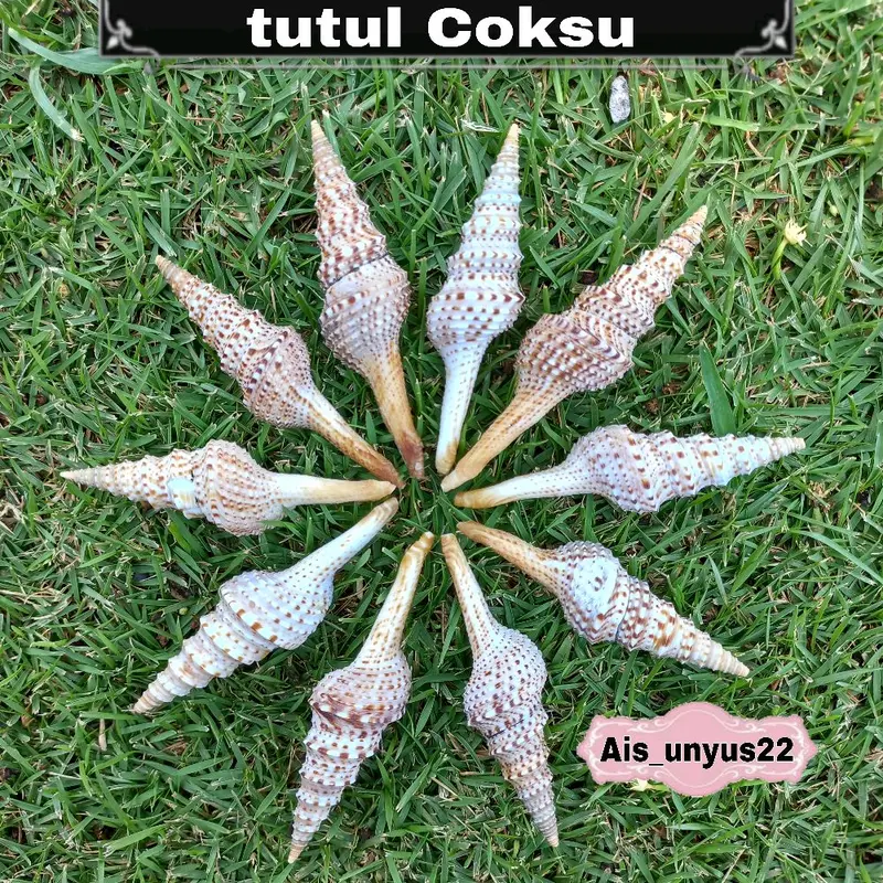 Bahan cangkang Kerang / Bahan prakarya / Bahan untuk kerajinan tangan 4