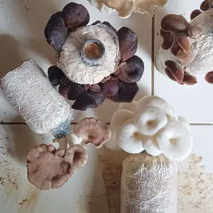 Bibit jamur Baglog, Baglok Jamur Media Tanam Siap Panen Tinggal Nunggu Metik Bisa Panen Sampai 5x