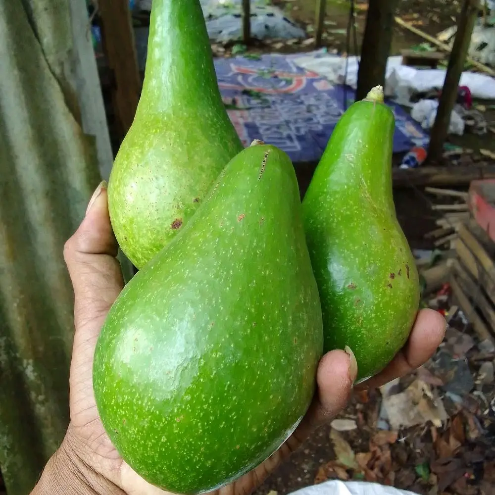 alpukat lokal jawabarat 1kg