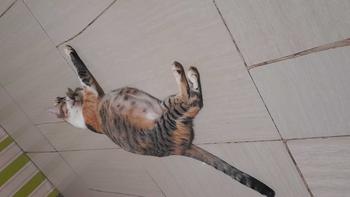 Product Review of WHISKAS POUCH ADULT JUNIOR 80gr - Makanan Kucing Wetfood Kitekat Pouch 70gr from f**a 0
