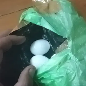 Telor Palsu telur 12 butir Mainan Burung Merpati/Ayam Kate (Mencegah Merpati Stresss)