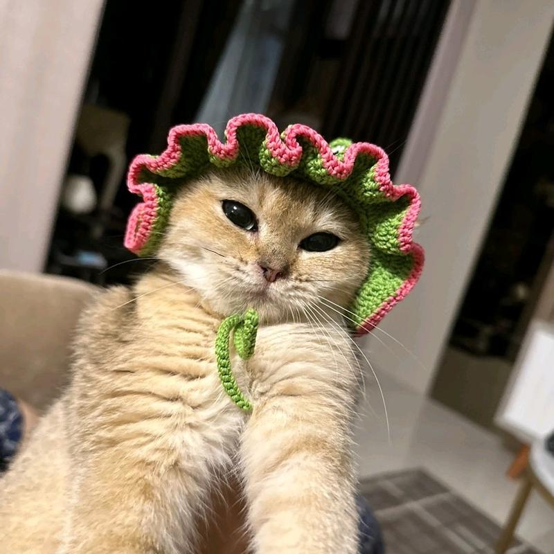 Topi Kucing Rajut Karakter 1