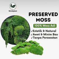 Gambar Workplant - Preserved Moss Lumut Hutan Yang Diawetkan Untuk Dekorasi Indoor Terrarium Landscape Hiasan Dinding - Hijau Muda dari workplant official Kota Surabaya 1 Tokopedia