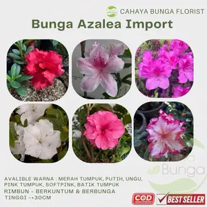 Bunga Azalea IMPORT 3 warna - Berkuntum banyak - warna Mix