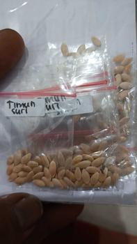 Product Review of 10 Butir Benih Timun Suri Timun Manis Mudah Tumbuh from P**a I**h 1