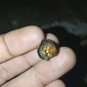 bambu mustika liur lipan emas