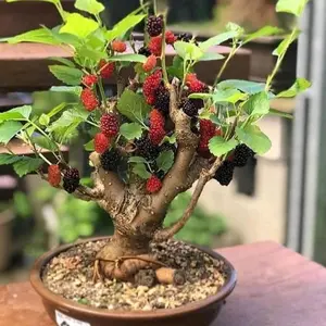 Paket 2 Bibit murbei jumbo kondisi berbuah(bonus pupuk)