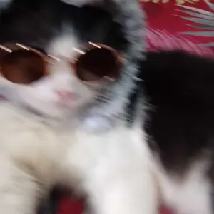 GTT Kacamata Kucing Anjing 6577 Kacamata Hitam Fashion Hewan Peliharan