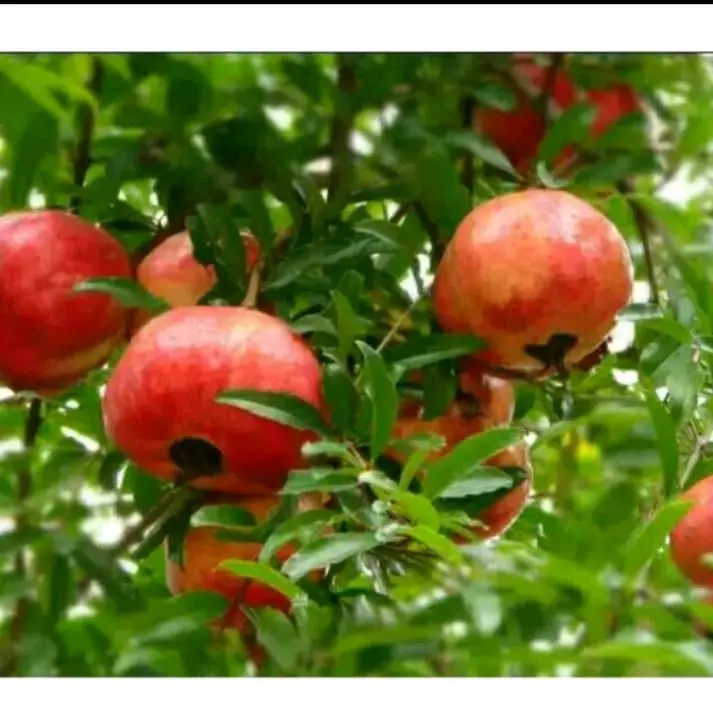 Buah Delima Merah Segar untuk Kesehatan Ibu dan Bayi - Food, Snacks Manis