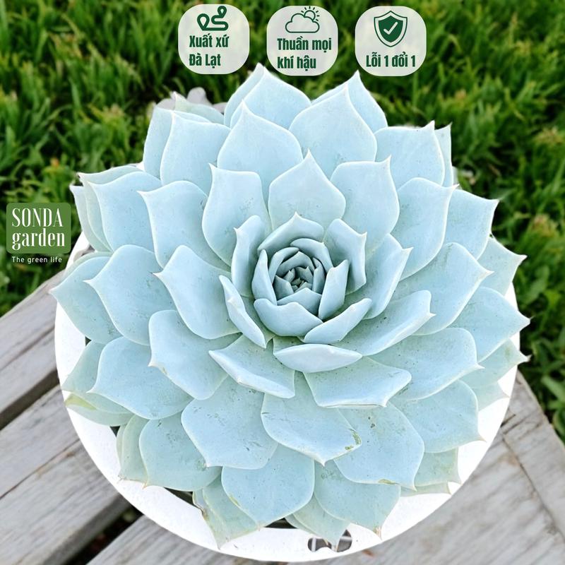 Sen đá ngọc trinh ép form lá ngắn 2 năm tuổi SONDA garden size 16-18cm cây sen đá sen đá đẹp trang trí nhà cửa