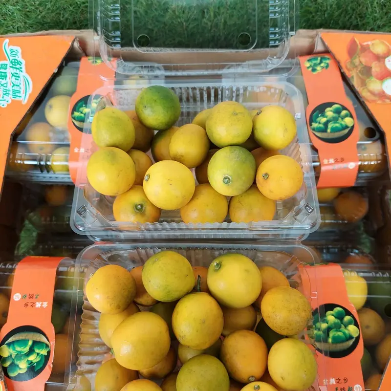 Jeruk Kimkit 500gr/Pack Segar dengan Kulit untuk Konsumsi - Buah, Zuriat, Frozen 4