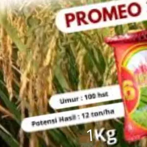 Benih bibit padi 32 promeo kemasan 1 kg