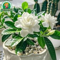 Gambar 100pcs/pack Benih Bunga Gardenia Segar Asli Untuk Menanam Bonsai, Benih Untuk Berkebun, Benih Gardenia Bonsai Filipina, Tanaman Hidup Gardenia Wangi, Tanaman Dalam Ruangan, Tanaman Hias Berbunga, Benih Tanaman Pembersih Udara, Benih Bunga Melati Tanjung - 4 packs - Seeds dari Benih Pilihan Alam Kota Administrasi Jakarta Pusat 4 Tokopedia