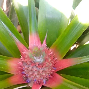 buah nanas muda yang sangat muda bangtt pres masih merah