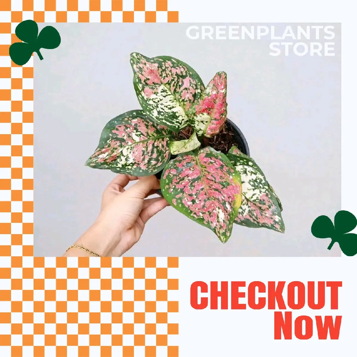 rTanaman hias aglonema tricolor - Aglonema tricolor artificial - aglaonema tricolor