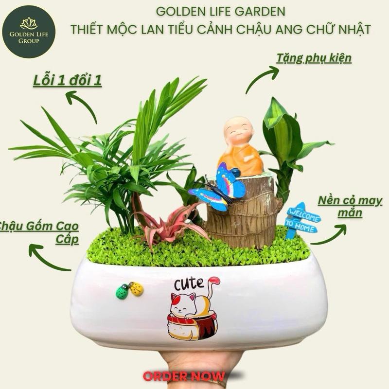  Chậu cây tiểu cảnh trang trí nhà decor phòng bonsai 2-3 loại cây 