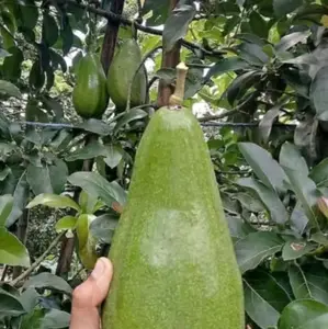 bibit tanaman alpukat ALIGATOR cepat berbuah