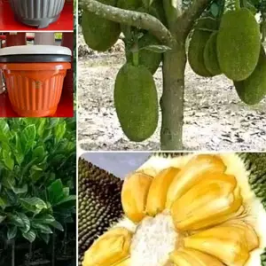 pot untuk tanaman nangka anti karat