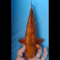 Gambar koi blitar penjinak chagoi karamel ready juga kohaku showa sanke dll dari umikoi bekasi Kota Bekasi 2 Tokopedia
