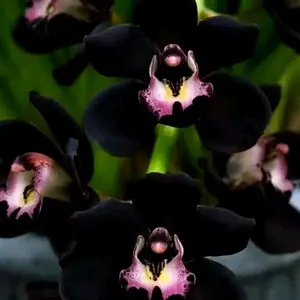 Anggrek Dendrobium Black Papua Spike/knop - Tanaman Hias Siap Berbunga - Hiasan Pupuk