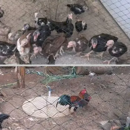jaring pagar ayam 1m x 100meter ukuran bahan jaring lubang 4inc 4