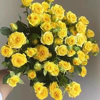 Gambar 80 pcs/pack Bibit Bunga Mawar Kuning untuk Berkebun Bibit Tanaman Mawar Berbunga Wangi Bibit Bunga Bonsai Dalam Ruangan Mudah Tumbuh Bibit Mawar Kuning untuk Menanam Bunga Pohon Bonsai Tanaman Hidup Dijual Tanaman Asli Tanaman Udara Halamang Namumulaklak - 1 Bag-166U dari Benih Pilihan Alam Kota Administrasi Jakarta Pusat 4 Tokopedia