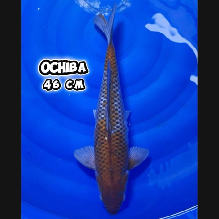 Gambar ikan koi blitar/cemanifarm/ ochibashigure Jumbo berkualitas dari cemani farm koi Kota Administrasi Jakarta Selatan Tokopedia