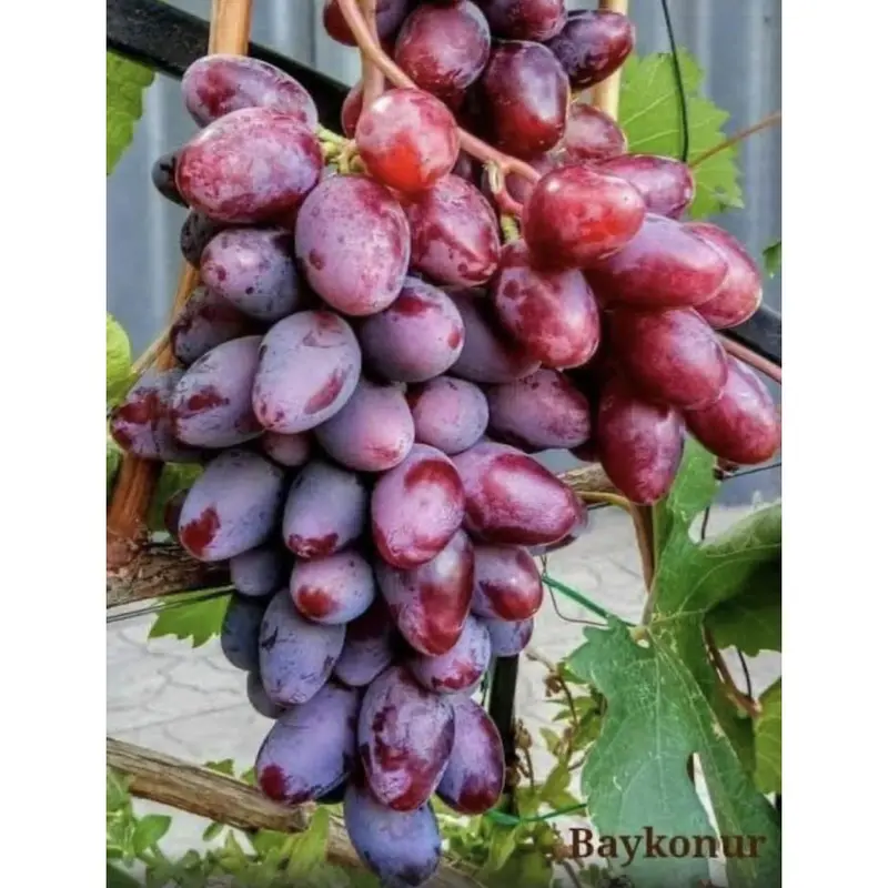 BENIH BBT ANGGUR IMPORT NINEL, JUPITER DLL  PREMIUM / BBT  ANGGUR IMPORT 4