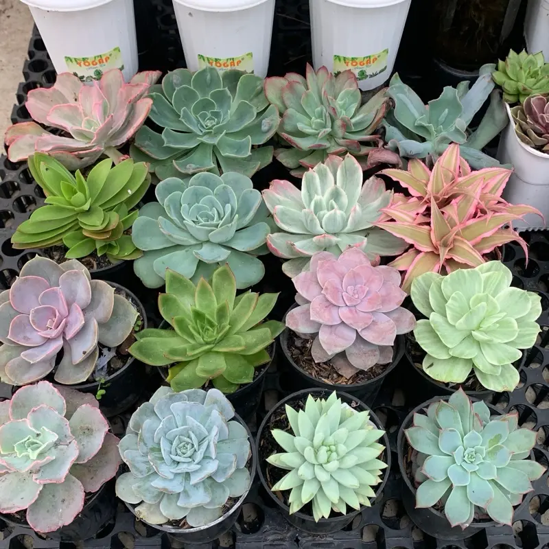 promo 20 pc  lengkap dengan pot 1